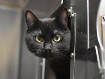 Lolo -  Domestic Short Hair Cat for Adoption in Portland, Oregon - Lolo | PetCurious