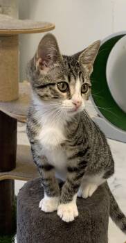 Dream -  Domestic Short Hair Cat for Adoption in Saint Charles, Missouri - Dream | PetCurious