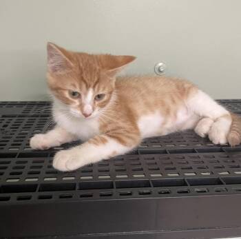 Jerry -  Domestic Medium Hair Cat for Adoption in Stover, Missouri - Jerry | PetCurious
