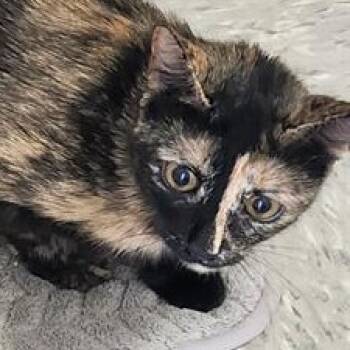 Rescue Domestic Short Hair Cats for Adoption in San Antonio, Texas - Pumpkin | PetCurious