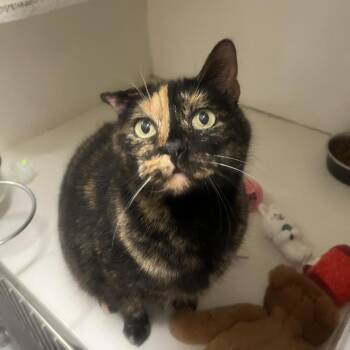 Star (bonded w/ Sweetie) -  Domestic Short Hair Cat for Adoption in Oak Brook, Illinois - Star (bonded W/ Sweetie) | PetCurious