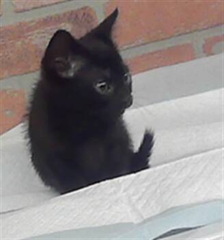 DOUBLE -  Domestic Short Hair Cat for Adoption in Houston, Texas - DOUBLE | PetCurious