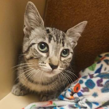 Daphne -  Domestic Short Hair Cat for Adoption in Grantsville, Utah - Daphne | PetCurious