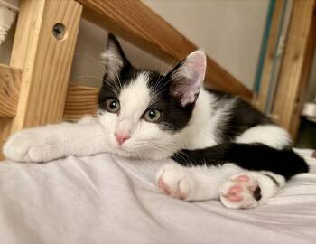 Kelvin -  Domestic Short Hair Cat for Adoption in Topeka, Kansas - Kelvin | PetCurious