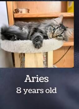 Domestic Medium Hair Cats Available for Adoption in Monticello, Illinois - Aries | PetCurious