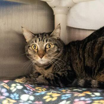 Vinnie Pistachio -  Domestic Short Hair Cat for Adoption in Seattle, Washington - Vinnie Pistachio | PetCurious