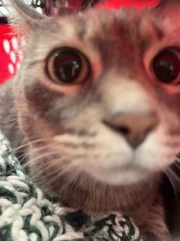 Domestic Short Hair Cats Available for Adoption in Omaha, Nebraska - EDEN | PetCurious