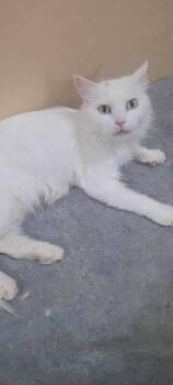 Rescue Turkish Angora Cats for Adoption in Brampton, Ontario - Snowball W. | PetCurious