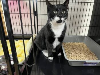 Domestic Short Hair Cats Available for Adoption - Pete | PetCurious