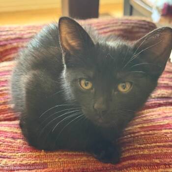 Mia -  Domestic Short Hair Cat for Adoption in Santa Rosa, California - Mia | PetCurious