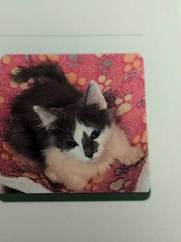 Fritz -  Domestic Short Hair Cat for Adoption in Parker, Colorado - Fritz | PetCurious