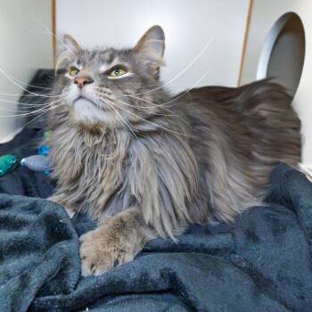 Walter -  Domestic Long Hair Cat for Adoption in South Elgin, Illinois - Walter | PetCurious