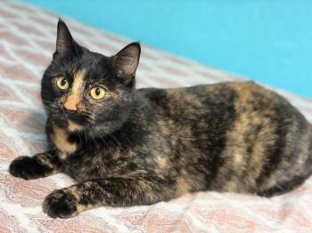 Domestic Short Hair Cats Available for Adoption - Tori | PetCurious