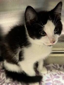 Domestic Short Hair Cats Available for Adoption in Sidney, Ohio - Moo | PetCurious