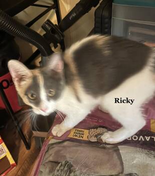 Ricky -  Domestic Short Hair and Calico Cat for Adoption in Morehead, Kentucky - Ricky | PetCurious