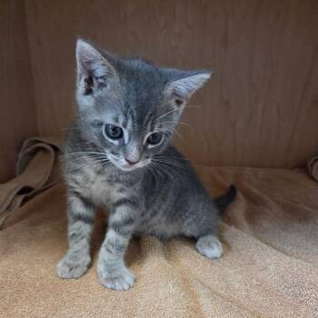 Helga -  Domestic Short Hair Cat for Adoption in Los Angeles, California - Helga | PetCurious