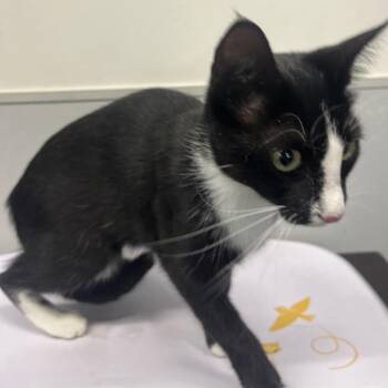 Thelma -  Domestic Short Hair Cat for Adoption in Tampa, Florida - Thelma | PetCurious