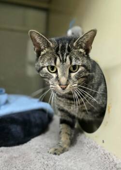 Domestic Short Hair Cats Available for Adoption in New Castle, Pennsylvania - Birdie | PetCurious