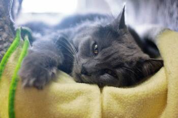 Clara -  Domestic Long Hair Cat for Adoption in Montreal, Quebec - Clara | PetCurious