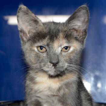 Niffty -  Domestic Short Hair Cat for Adoption in Los Angeles, California - Niffty | PetCurious