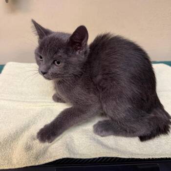McDouble -  Domestic Short Hair Cat for Adoption in Pasadena, California - McDouble | PetCurious