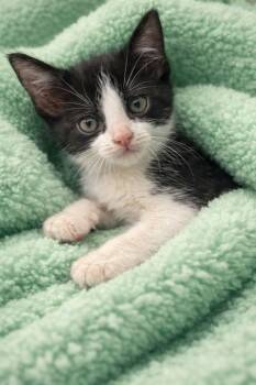 Domestic Short Hair Cats Available for Adoption in Lafayette, Louisiana - Charlie | PetCurious