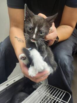 A141116 -  Domestic Short Hair Cat for Adoption in Burbank, California - A141116 | PetCurious