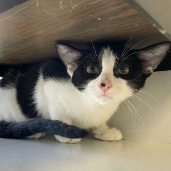 Rescue Domestic Short Hair Cats for Adoption in Carencro, Louisiana - Dog Bark | PetCurious