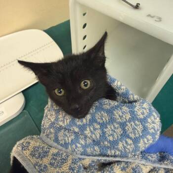 Dragon -  Domestic Short Hair Cat for Adoption in Pasadena, California - Dragon | PetCurious