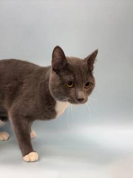 Rex -  Domestic Short Hair Cat for Adoption in Golden Valley, Minnesota - Rex | PetCurious