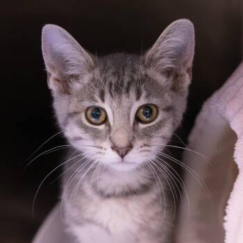 Avocado -  Domestic Short Hair Cat for Adoption in Mentor, Ohio - Avocado | PetCurious