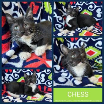 Chess -  Domestic Short Hair Cat for Adoption in Corpus Christi, Texas - Chess | PetCurious