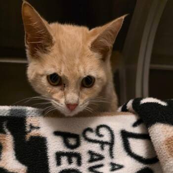 Mango -  Domestic Short Hair Cat for Adoption in Council Bluffs, Iowa - Mango | PetCurious