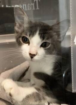 Theo -  Domestic Short Hair Cat for Adoption in Stratham, New Hampshire - Theo | PetCurious