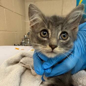 Honeydew -  Domestic Short Hair Cat for Adoption in Troy, Virginia - Honeydew | PetCurious
