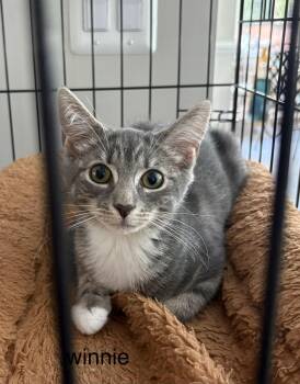 Winnie -  Domestic Short Hair Cat for Adoption in Highland Beach, Maryland - Winnie | PetCurious