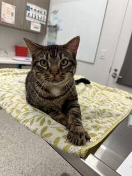 Domestic Short Hair Cats Available for Adoption in Kansas City, Missouri - Butternut | PetCurious