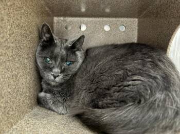 Domestic Short Hair Cats Available for Adoption in Pueblo, Colorado - BONES | PetCurious