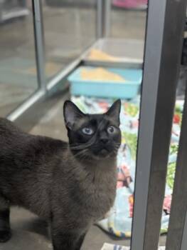 Siamese and Domestic Short Hair Cats Available for Adoption in Fort Worth, Texas - Ouija | PetCurious