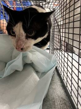 GALAXY -  Domestic Short Hair Cat for Adoption in Fort Lauderdale, Florida - GALAXY | PetCurious