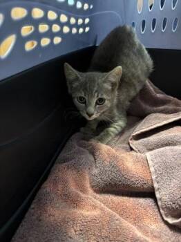 Purrsia -  Domestic Short Hair Cat for Adoption in Fairfax, Virginia - Purrsia | PetCurious