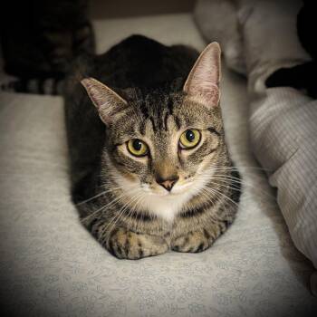 Teddy -  Domestic Short Hair Cat for Adoption in Buffalo, New York - Teddy | PetCurious