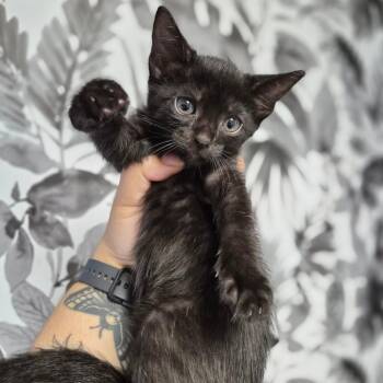 Domestic Short Hair Cats Available for Adoption in Wahiawa, Hawaii - Dippin Dots | PetCurious