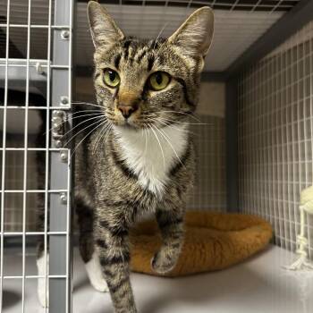 Jessica -  Domestic Short Hair Cat for Adoption in Blue Ridge, Georgia - Jessica | PetCurious