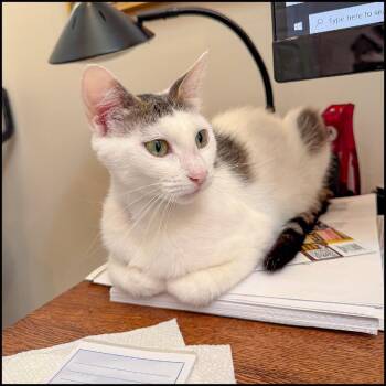 Ella -  Domestic Short Hair Cat for Adoption in Roswell, Georgia - Ella | PetCurious