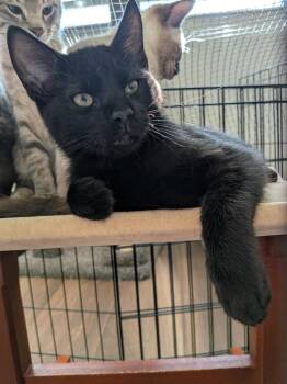 Eustes -  Domestic Short Hair Cat for Adoption in Ogden, Utah - Eustes | PetCurious