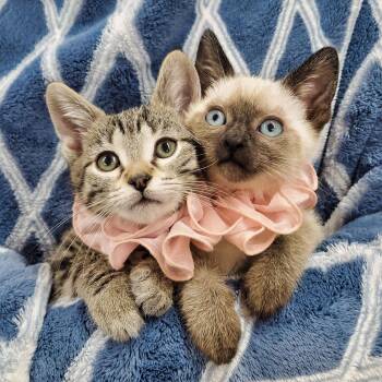Zilla & Calibri -  Siamese and Domestic Short Hair Cat Available for Adoption in Ottawa, Illinois - Zilla & Calibri | PetCurious