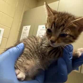 Domestic Short Hair Cats Available for Adoption in Columbus, Georgia - 05/14/2026-Stray-8thAvenue-2 | PetCurious