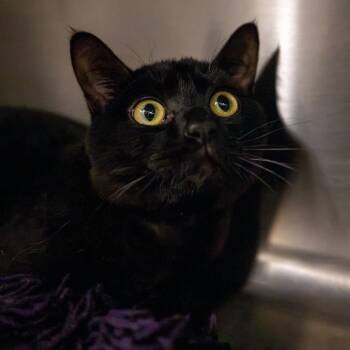 Blinky -  Domestic Short Hair Cat for Adoption in Twentynine Palms, California - Blinky | PetCurious