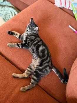 Daisy -  Domestic Short Hair Cat for Adoption in Campbellsville, Kentucky - Daisy | PetCurious